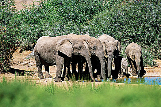 非洲象,水潭,阿多大象国家公园,东开普省,南非