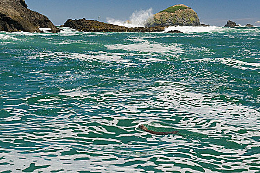 海洋,水獭,游泳,奇洛埃岛,智利