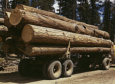 卡车,装载,美国黄松,木材,国家森林,俄勒冈,美国,农场,安全,管理,办公室,战争,信息,七月,伐木,产业,历史,木头