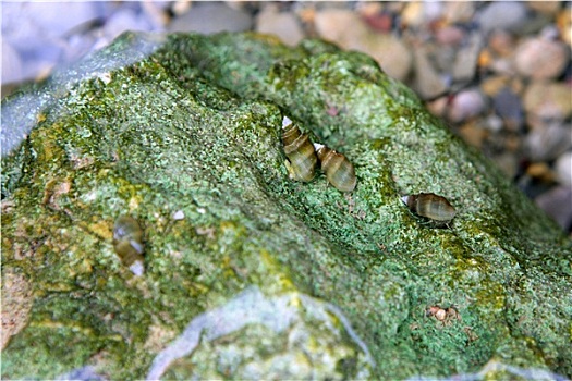 河,淡水,蜗牛,上方,绿色,石头