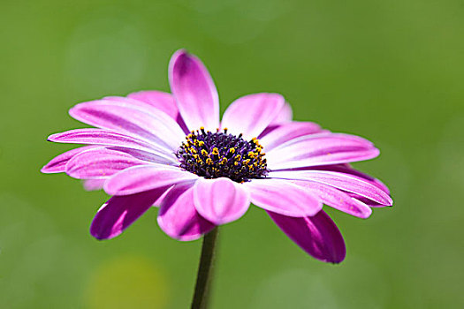 紫色,南非万寿菊,非洲雏菊