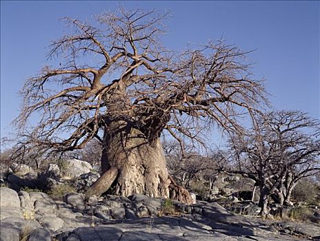 节瘤,猴面包树,石头,边缘,东方,两个,巨大,盐磐,宽阔,马卡迪卡迪盐沼,区域,北方,卡拉哈里沙漠,一个,世界