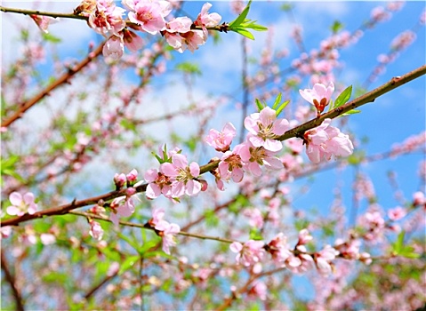 春节,装饰,花