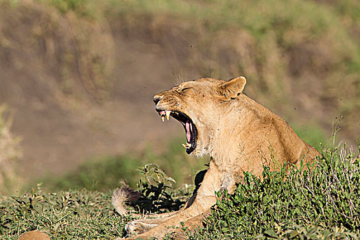 女性,卧,草,叶子,哈欠,嘴,宽,张嘴,牙齿,展示,恩戈罗恩戈罗,保护区,坦桑尼亚