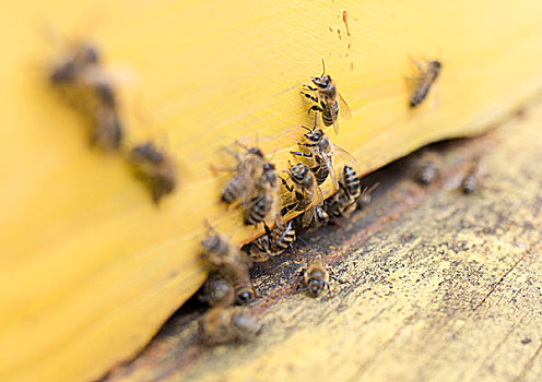 蜜蜂,黄色,蜂巢