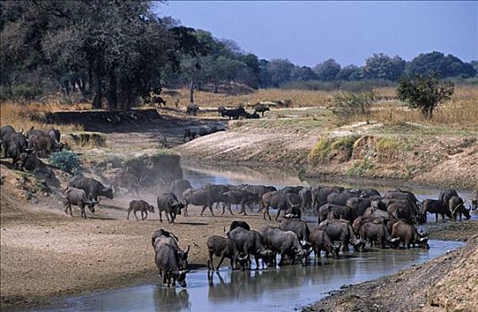 赞比亚,南卢旺瓜,水牛,牧群,喝