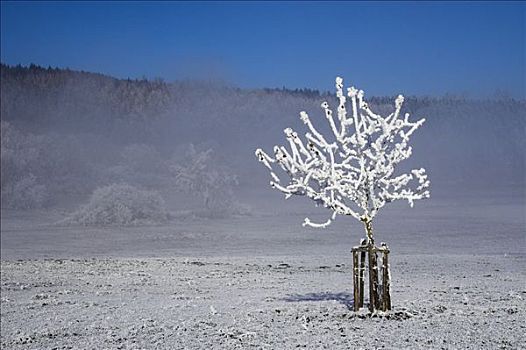 霜冻,果树,巴登符腾堡,德国,欧洲