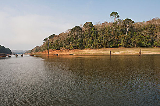 湖,树林,佩里亚国家公园,喀拉拉,印度