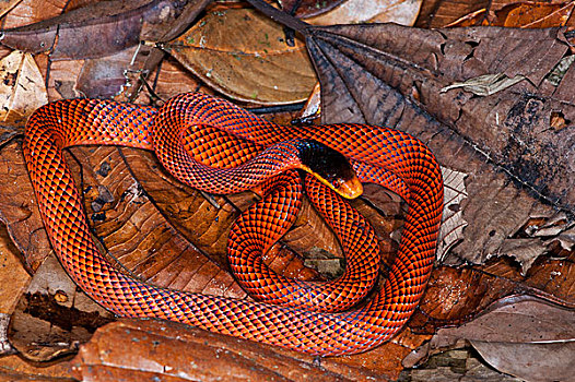 蛇,国家公园,亚马逊河,厄瓜多尔