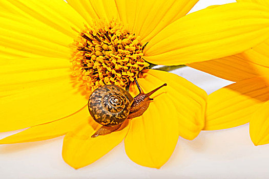 蜗牛趴在花朵上