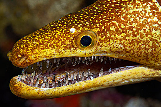 海鳗,富埃特文图拉岛,加纳利群岛,水下