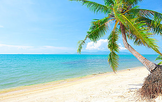 热带沙滩,椰树,苏梅岛,泰国