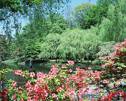 杜鹃花,盛开,公园