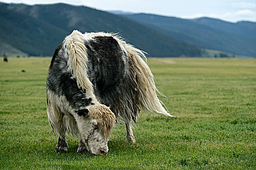 放牧,黑白,牦牛,鄂尔浑峡谷,国家公园,前杭爱省,蒙古,亚洲