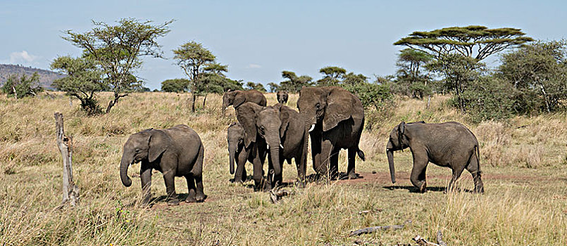 非洲大象004
