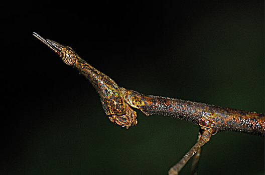 蝗虫,棍,成年,特写,国家公园,亚马逊河,厄瓜多尔,南美