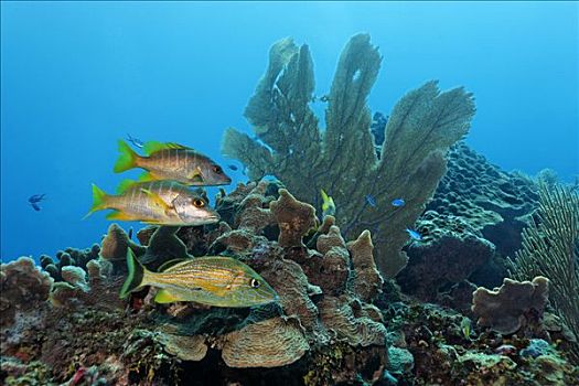 鱼,两个,游动,珊瑚礁,佩特罗,岛屿,伯利兹,中美洲,加勒比海