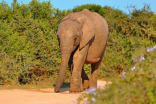 非洲象,幼兽,走,碎石路,阿多大象国家公园,东开普省,南非,非洲