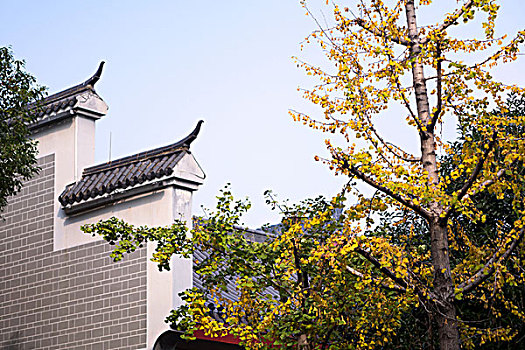 长沙岳麓山风景名胜区橘子洲景区银杏秋景