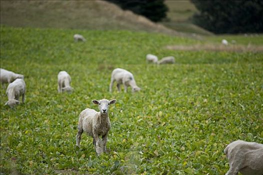 绵羊,南岛,新西兰