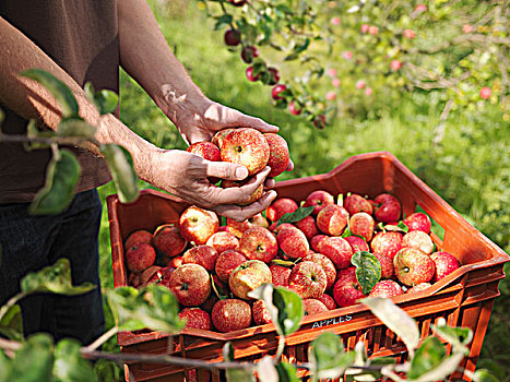 农民,苹果,果园