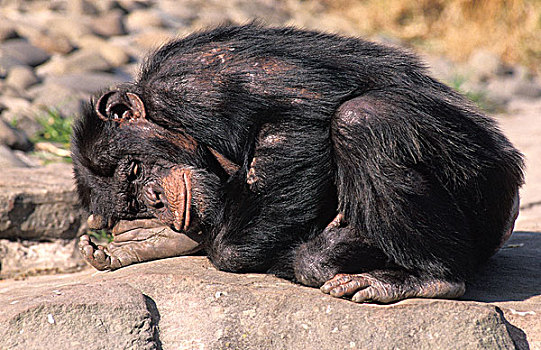 黑猩猩,类人猿,岩石上