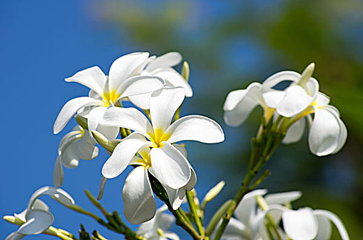 白色,鸡蛋花,花