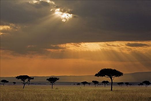 非洲,肯尼亚,马赛马拉,纳罗克地区,晚霞,马赛马拉国家保护区,南方