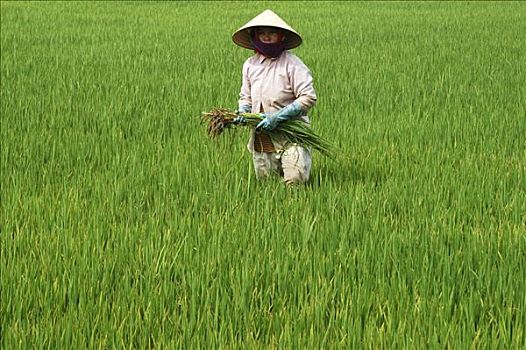 除草,稻米,农民,越南