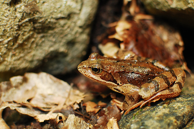 保护色,褐色,青蛙,石头_高清图片_全景视觉