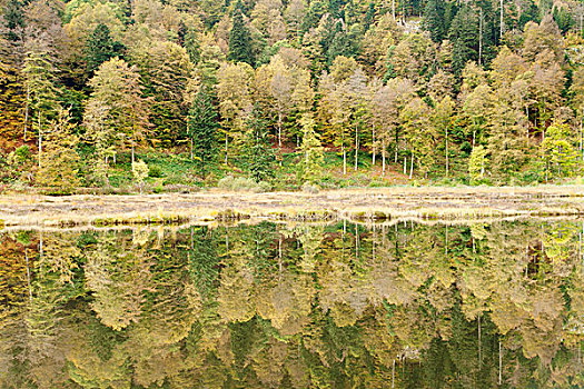 水塘,秋天,黑森林,巴登符腾堡,德国,欧洲