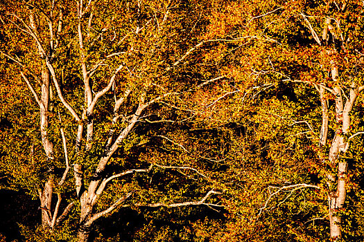 树,秋天,藻厄兰,德国