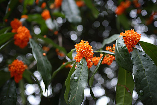 成都金秋桂花树