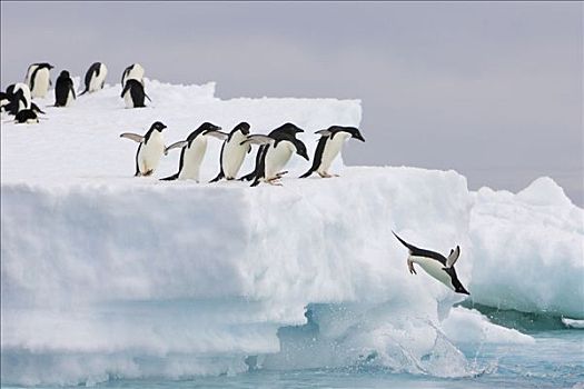 阿德利企鹅,冰山,看,保利特岛,南极