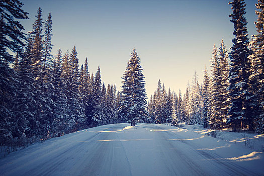 树,站立,一个,中间,小,狭窄,道路,遮盖,雪,班芙国家公园,加拿大