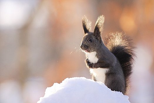 北海道松鼠,雪