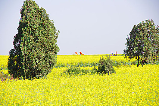 陕西咸阳武功油菜花风光