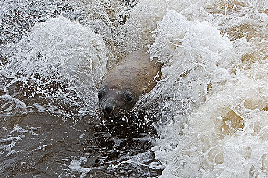 毛海狮,雌性,玩,波浪,克罗斯角,纳米比亚