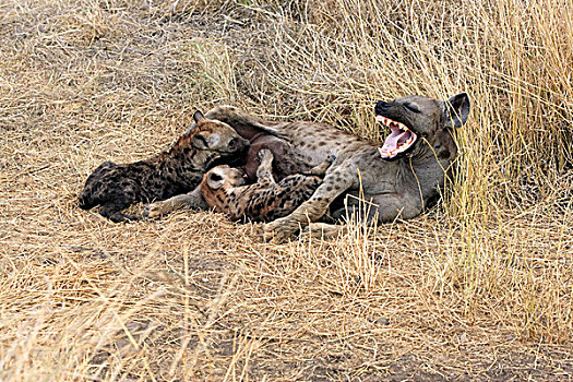 斑点,鬣狗,成年,女性,哈欠,吸吮,年轻,克鲁格国家公园,南非,非洲