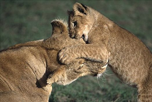 非洲狮,狮子,三个,老,幼兽,玩,非洲,雌狮,马赛马拉国家保护区,肯尼亚