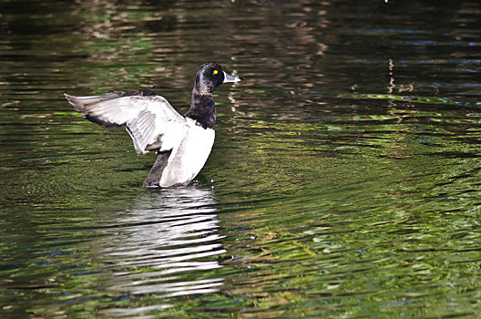 鸭子,伸展,翼,水