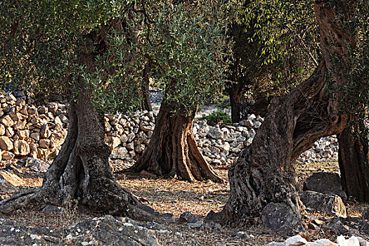 老,橄榄树,橄榄林,达尔马提亚,亚德里亚海,克罗地亚,欧洲