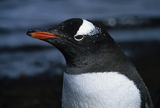 南极,巴布亚企鹅,特写