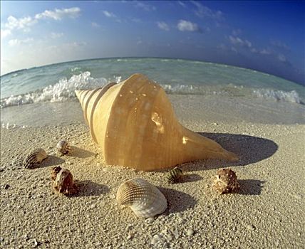 壳,海滩,鱼眼镜头,马尔代夫,印度洋