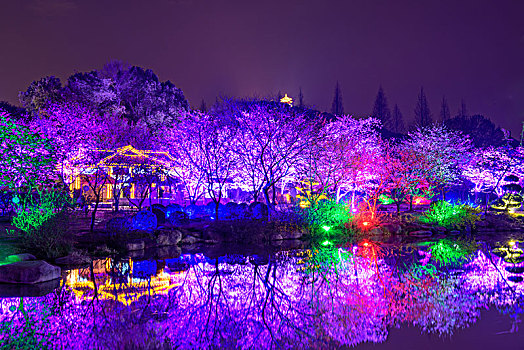 鼋头渚樱花夜景