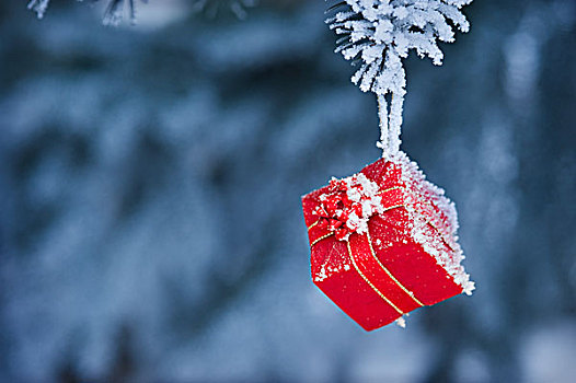 霜,小,礼物,悬挂,艾伯塔省,加拿大