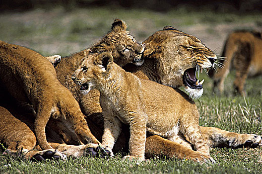 非洲狮,狮子,雌性,玩,肯尼亚