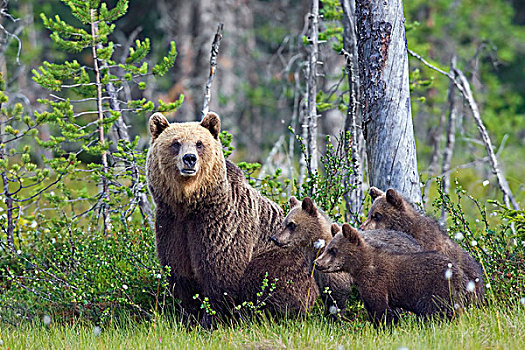 棕熊,母亲,三个,幼兽
