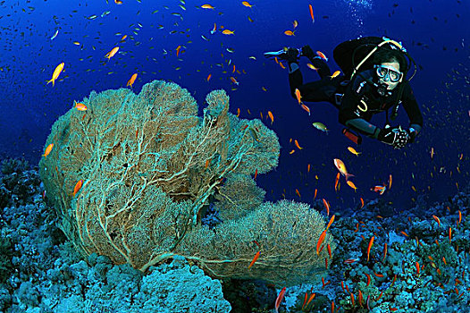 潜水,看,紫色,柳珊瑚目,柳珊瑚虫,红海,埃及,非洲