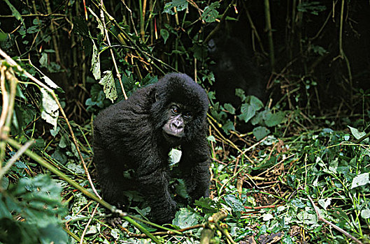 山地大猩猩,大猩猩,幼兽,公园,卢旺达